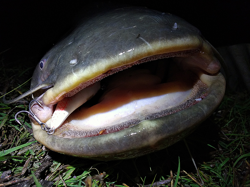 Halbgar_Lures_20210727_05