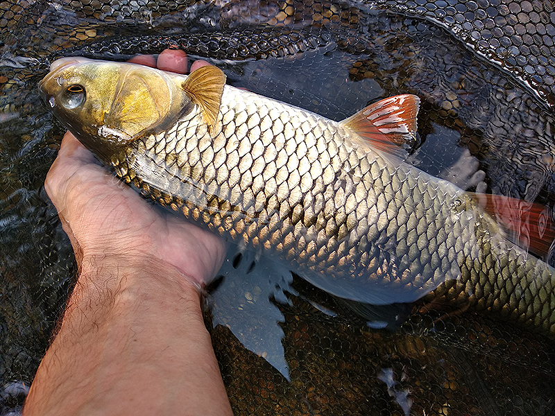 Halbogar_Lures_muhely_02